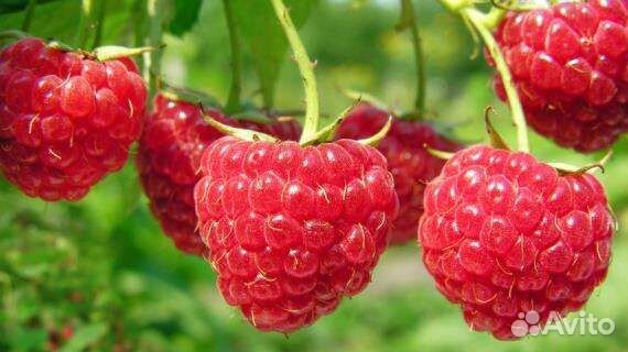 Малина и Кусты