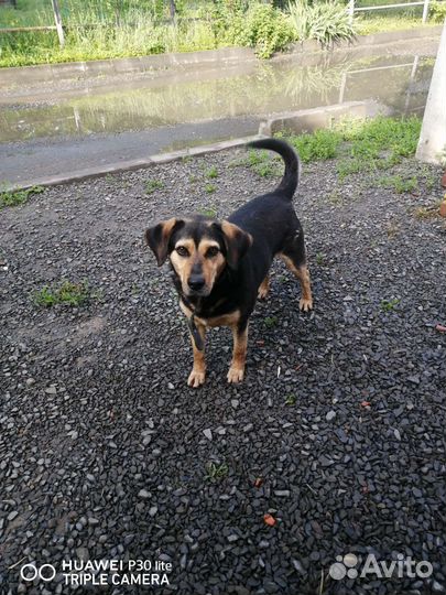 Собаки бесплатно