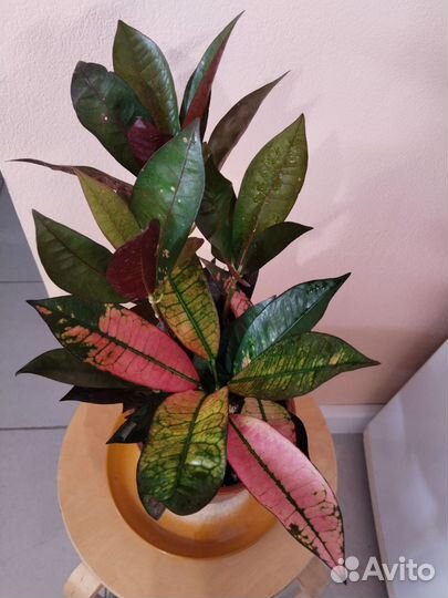 Кротон Миссис Айстон