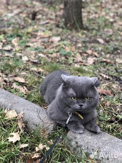 Британский кот для вязки