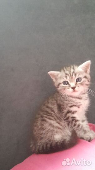 Шотландская кошка