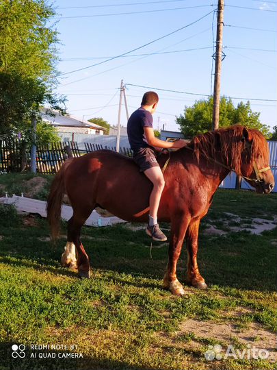 Русский тяжеловоз 3 года