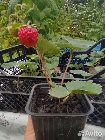 Клубника ремонтантная