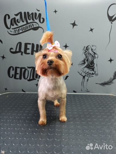 Йоркширский терьер щенки