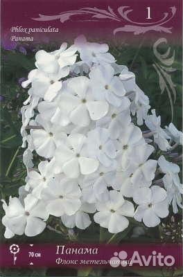 Флоксы сортовые