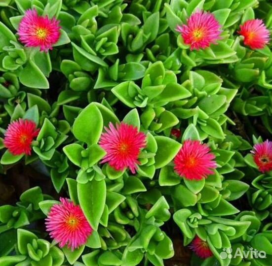 Аптения,Фиалка уличная, мелисса лимонная