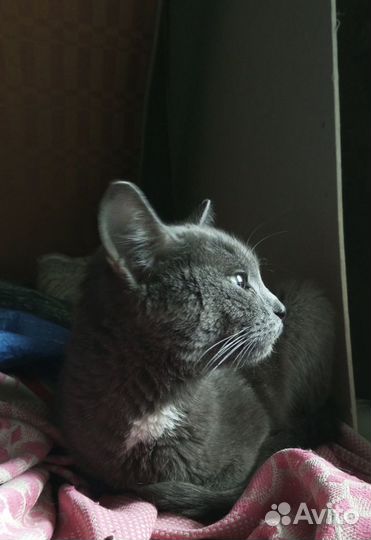 Молодой котик в заботливые руки