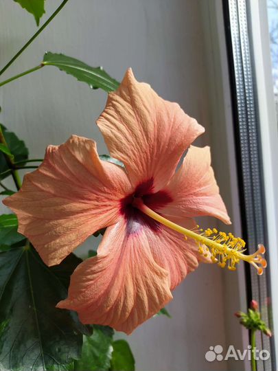 Гибискус китайская роза