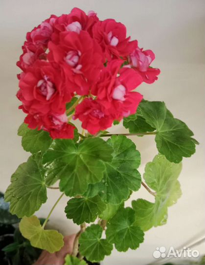 Герань цветущая