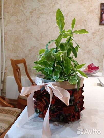 Педилантус