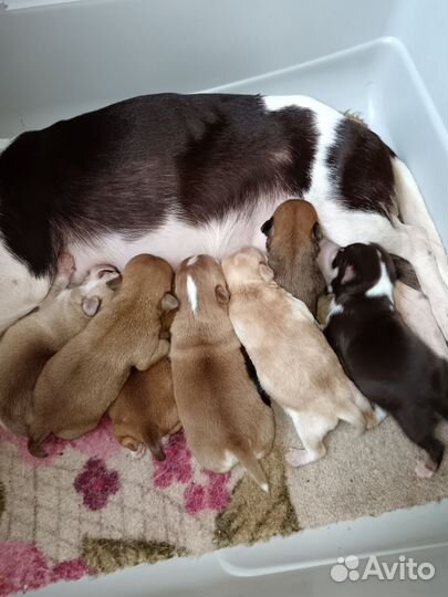 Вязка чихуахуа, не продажа