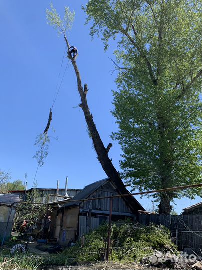 Спил деревьев, кронирование, корчевание, вывоз