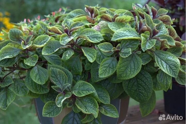 Плектрантус ампельный