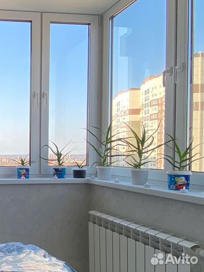 Алоэ цветок дерево рассада куст