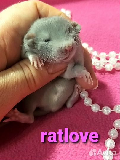 Крысята дамбо голубые рекс и стандарт,мальчики