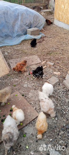 Цыплята