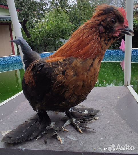 Бентамки, индоутка