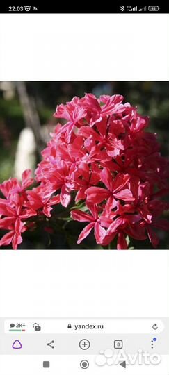 Флоксы сортовые