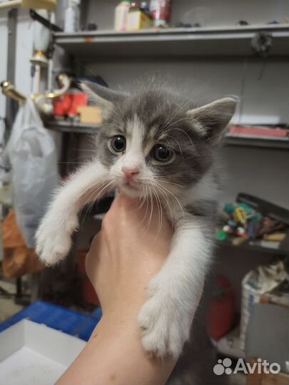 Котята