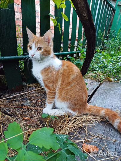 Котёнок в добрые руки