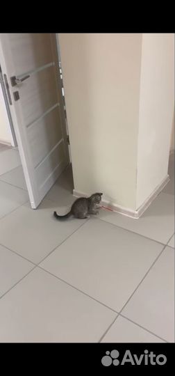 Кошечка в добрые руки