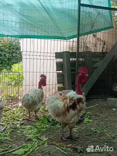 Продам молодых Петухов