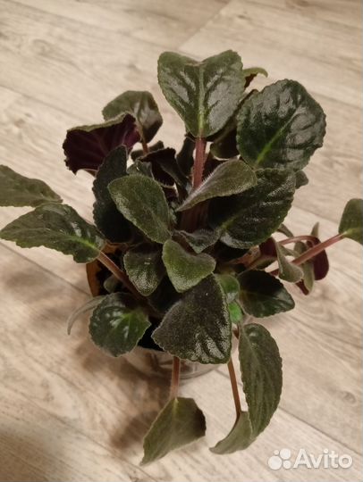 Кустик фиалки