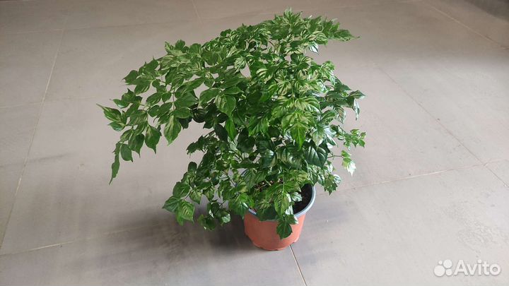 Радермахера