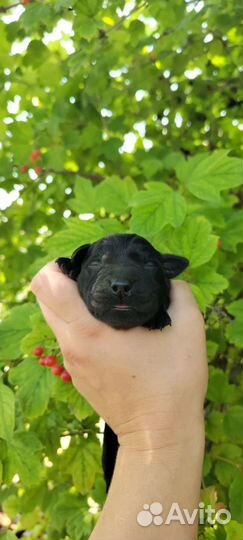 Щенки лабрадора подарок,лучший друг