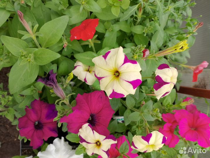 Петуния ампельная и махровая