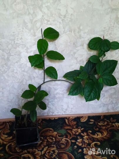 Клеродендрум госпожи Томпсон