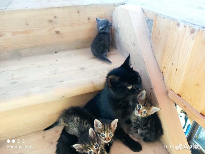 Котята в добрые руки