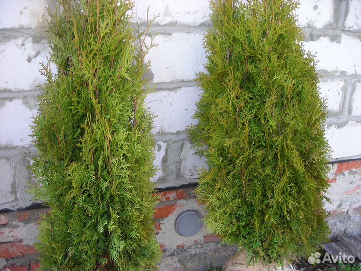 Туя Смарагд колоновидная