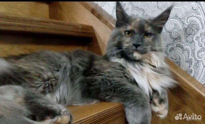 Котята мейн-кун