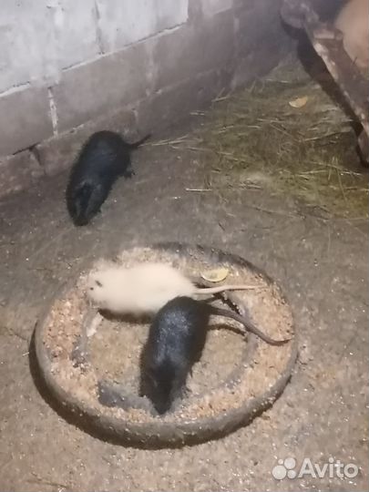 Нутрии на племя