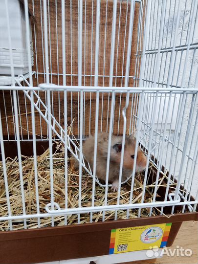 Хомяк с клеткой