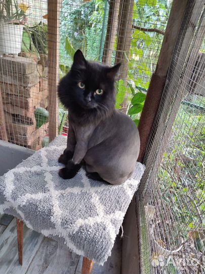 Красавец - кот в самом расцвете сил ищет Дом