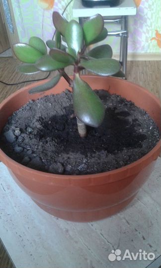 Денежное дерево Пушистое