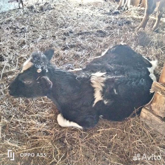 Бычки и быки на мясо