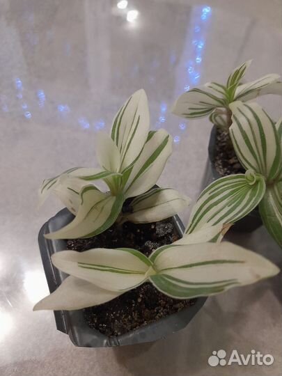 Традесканция бело-зелёный