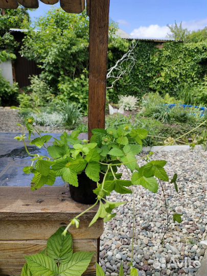 Ампельные декоративные растения