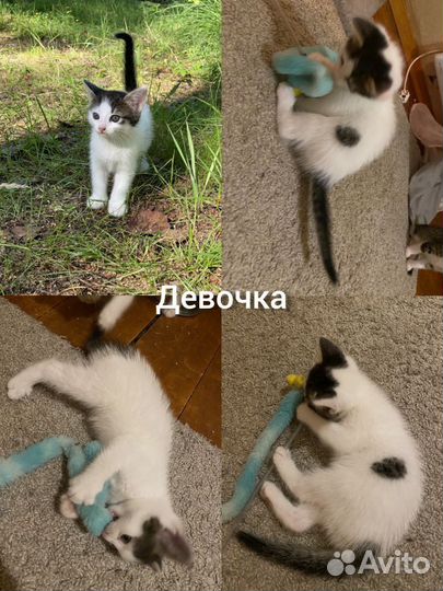 Котята в ответственные, добрые руки