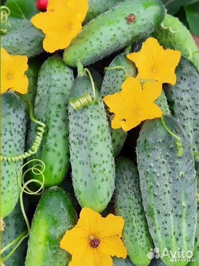 Огурцы домашние