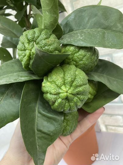 Цитрусы, мандарины, апельсин, лимоны