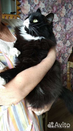 Кошка в дар бесплатно