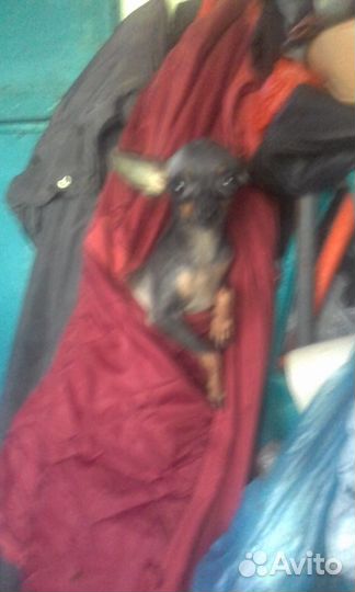 Карманный мальчик той терьера