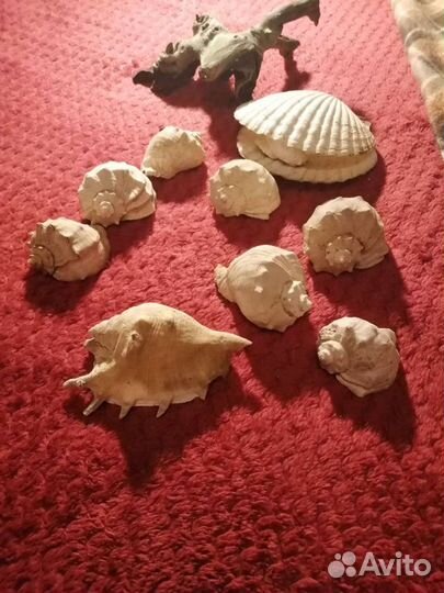 Крупные ракушки. Огромные