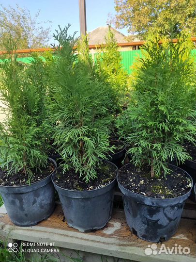 Туя смарагд