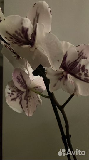 Орхидея фаленопсис