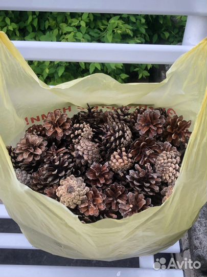 Пакет шишек (сосна)